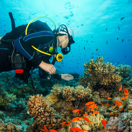 A scuba diver in the ocean with orange fishes