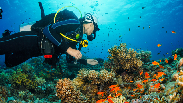 A scuba diver in the ocean with orange fishes