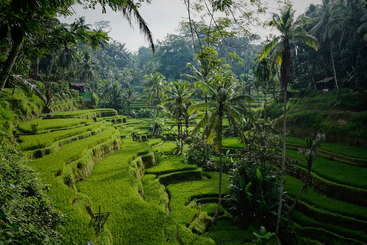 Green rice terraces near Ubud in Bali, Indonesia